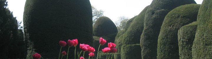 Tulips and yews